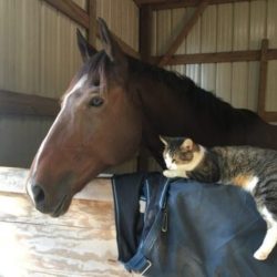 Ace and Jake the Barn Cat - Ace is the farm namesake and his buddy Jake has lived here longer than all of us